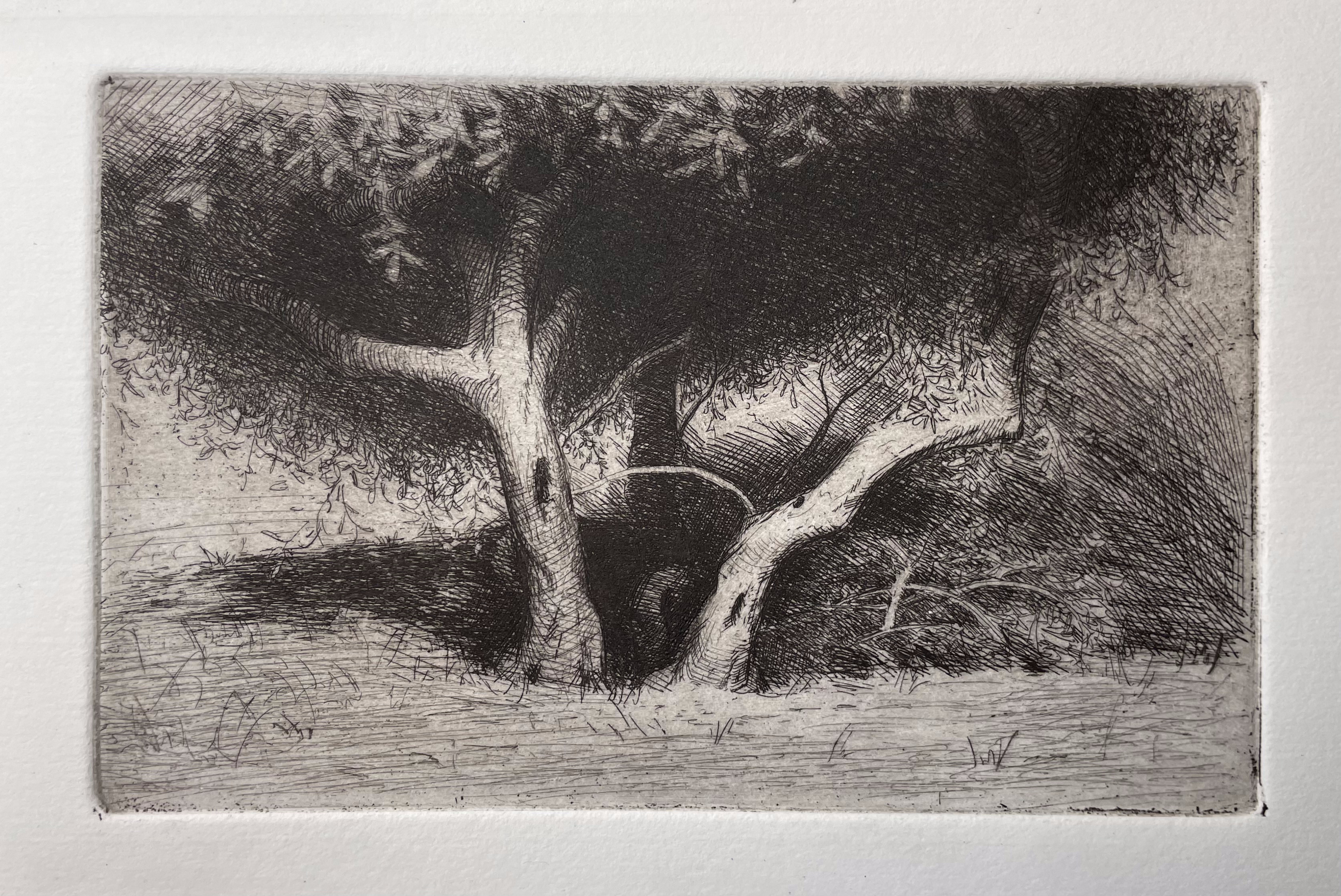Olive Trees